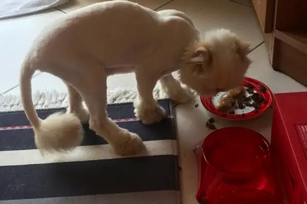 Pet Kuaför | Petibom Kedi Köpek Kuaförü - Resim 11