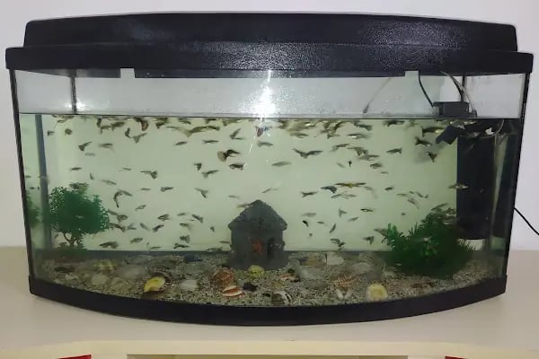 Paşam Petshop - Resim 10