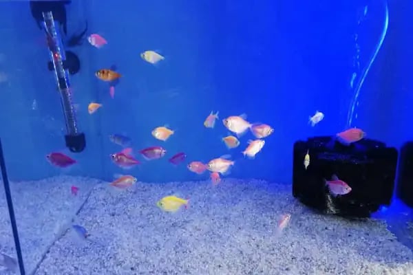 Paşam Petshop - Resim 16