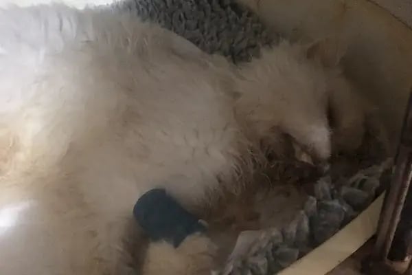 Özdemir veteriner kliniği - Resim 4