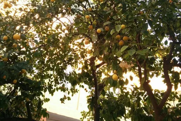 Tarihi Manisa Akhisar Oteli - Resim 18