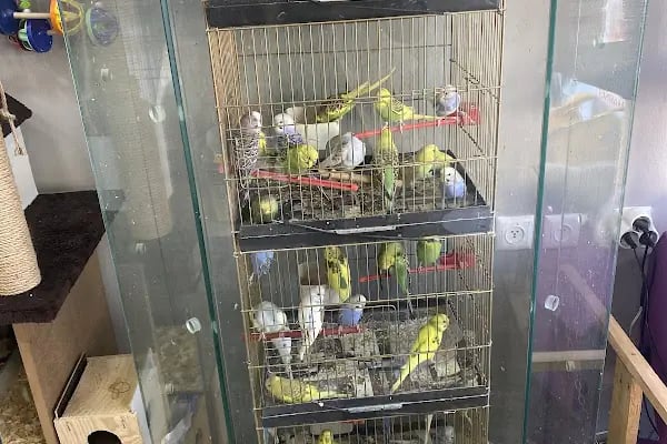 ALFA PETSHOP - Resim 5