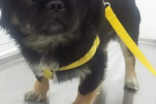 Çerkezköy Sancak Veteriner Kliniği - Resim 10