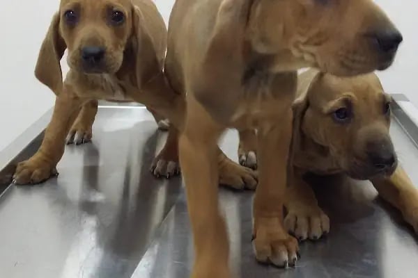 Çerkezköy Sancak Veteriner Kliniği - Resim 5