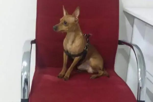 Çerkezköy Sancak Veteriner Kliniği - Resim 8