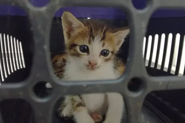 Çerkezköy Sancak Veteriner Kliniği - Resim 20