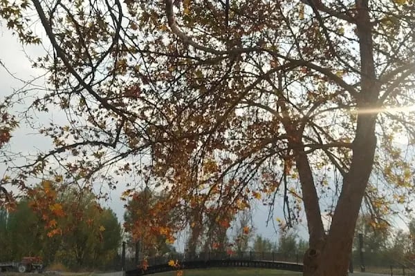 Gölpınar Alabalık Dinlenme Tesisleri - Resim 19