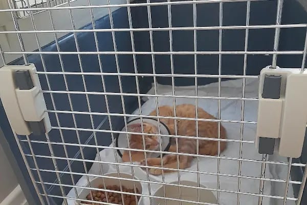 Osmangazi Veteriner Kliniği - Resim 14