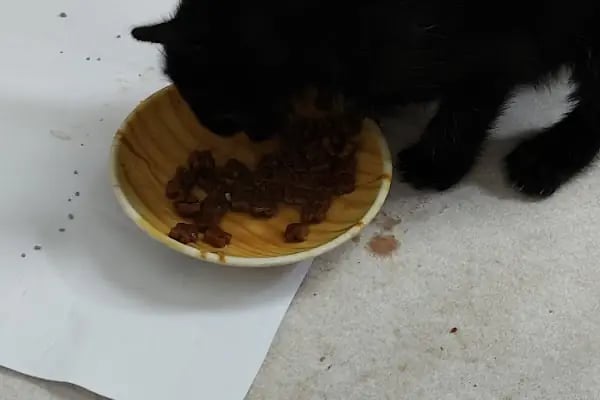 VetDost Veteriner Kliniği - Resim 6