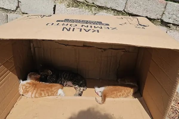 VetDost Veteriner Kliniği - Resim 7