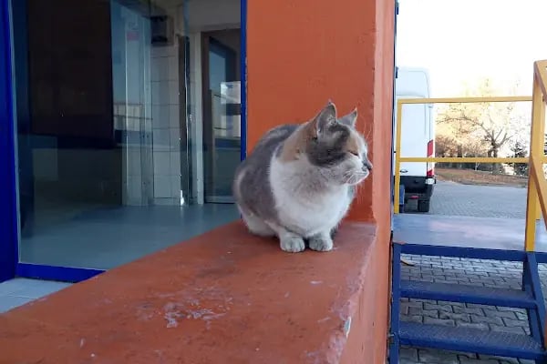 Malatya 1.Organize Sanayi Bölgesi - Resim 18