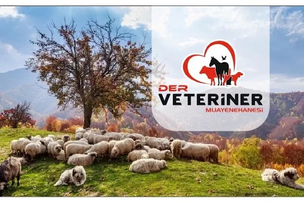 Der Veteriner Muayenehanesi - Resim 3