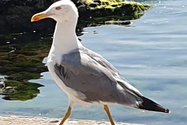 Kartal Belediyesi Sosyal Tesisleri Halk Plajı - Resim 20