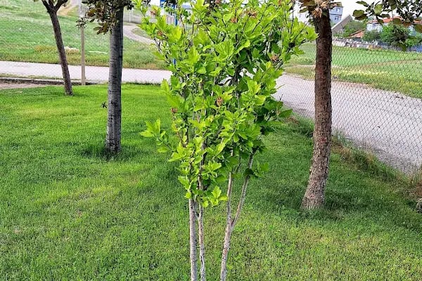 Akyurt Park Maya Düğün Salonu - Resim 7