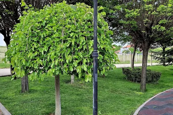 Akyurt Park Maya Düğün Salonu - Resim 3