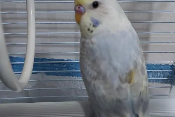 DOĞAN PETSHOP(AHATLI) - Resim 17
