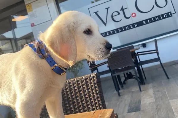 VetCo Veteriner Polikliniği - Resim 6