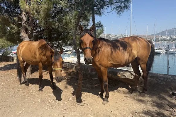 Bodrum Horse Riding - Resim 5