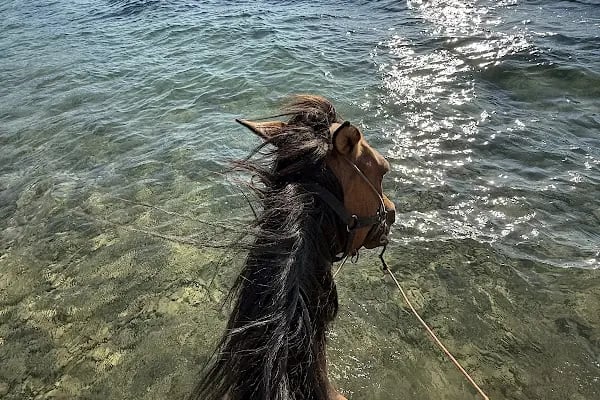 Bodrum Horse Riding - Resim 20