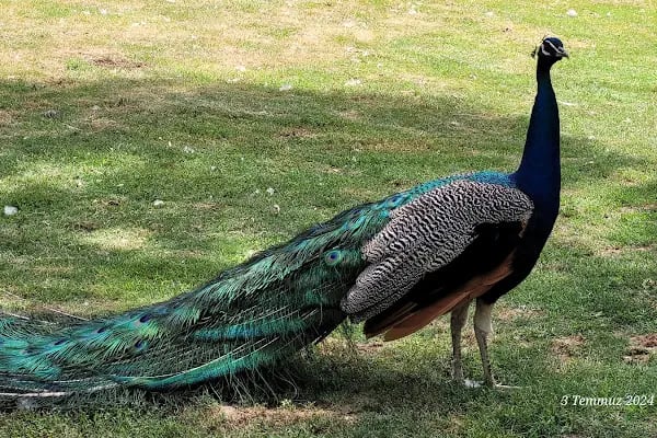 Röne Park Çay Bahçesi - Resim 5