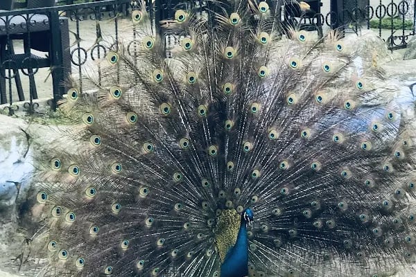 Röne Park Çay Bahçesi - Resim 4