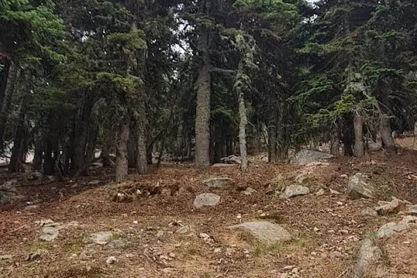 Bursa Büyükşehir Belediyesi Kayak Evi - Resim 5