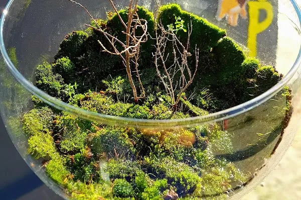 BAŞİSKELE PETGARDEN - Resim 14