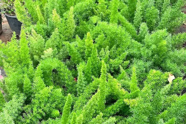 4K BAHÇE DÜNYASI - Resim 19
