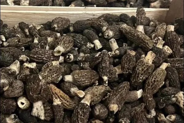Truf Market İddaa Şans Oyunları - Resim 3