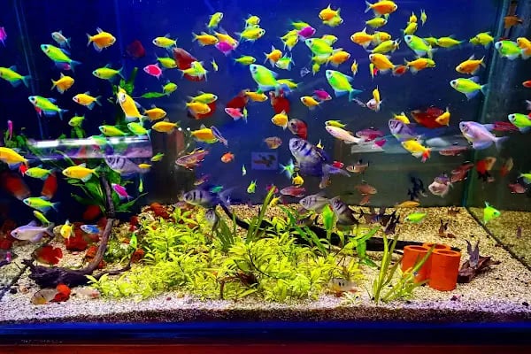 Destan Akvaryum ve pet Market - Resim 1