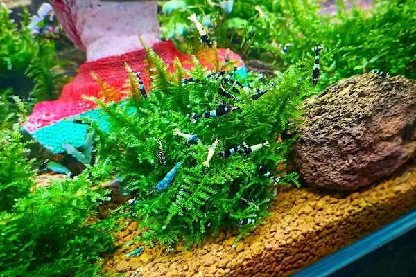 Destan Akvaryum ve pet Market - Resim 12
