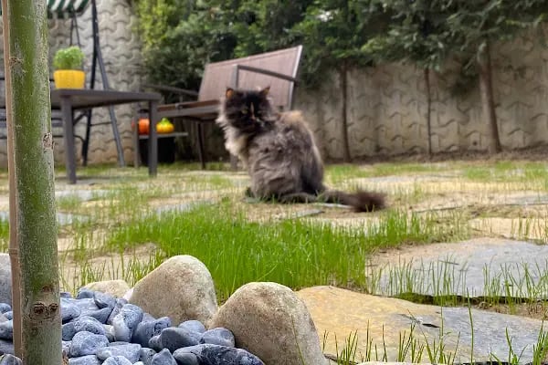 Bursa Peyzaj Ağaç Kesim Bahçe Düzenleme Budama Çim Dikimi Profesyonel Dizayn - Resim 19