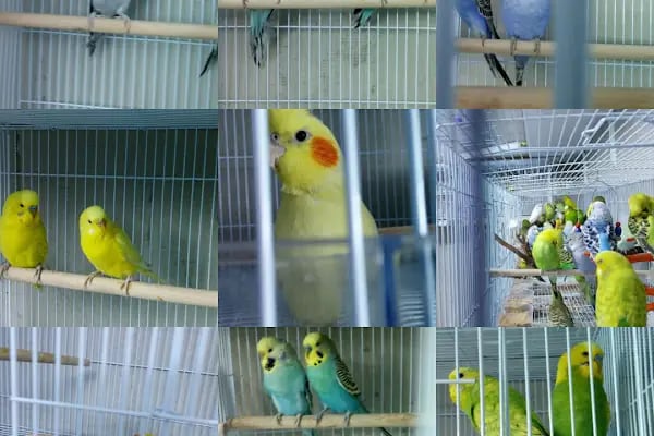 Cadde Petshop - Resim 20