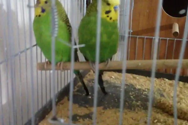 Cadde Petshop - Resim 11