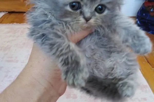 SAMSUN PETSHOP BURAK ŞAHİNKAYA - Resim 16