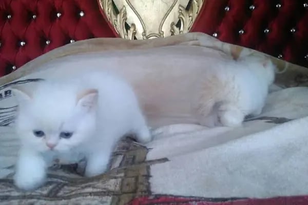 SAMSUN PETSHOP BURAK ŞAHİNKAYA - Resim 7
