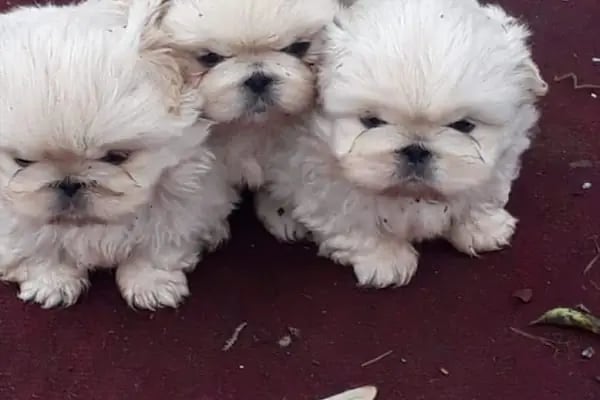 SAMSUN PETSHOP BURAK ŞAHİNKAYA - Resim 19