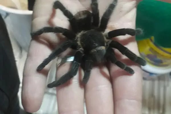 SAMSUN PETSHOP BURAK ŞAHİNKAYA - Resim 17