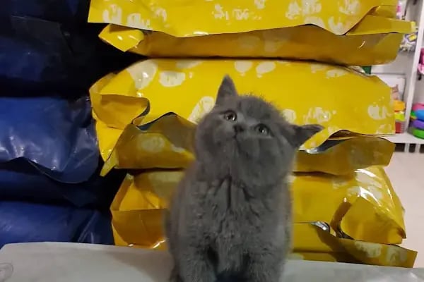 SAMSUN PETSHOP BURAK ŞAHİNKAYA - Resim 8