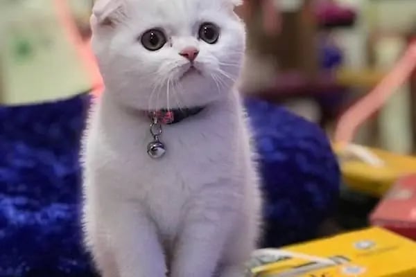 SAMSUN PETSHOP BURAK ŞAHİNKAYA - Resim 15