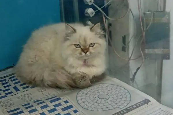SAMSUN PETSHOP BURAK ŞAHİNKAYA - Resim 14