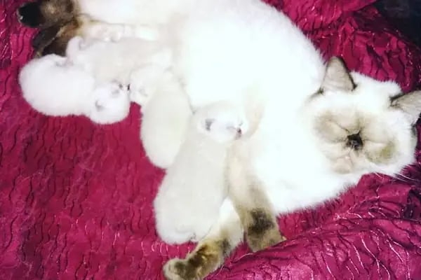 SAMSUN PETSHOP BURAK ŞAHİNKAYA - Resim 10