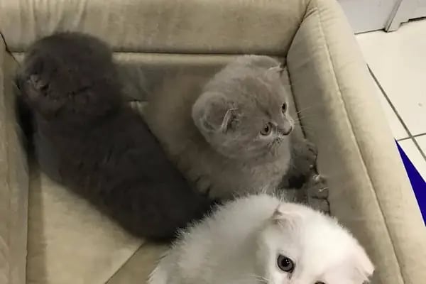 SAMSUN PETSHOP BURAK ŞAHİNKAYA - Resim 9