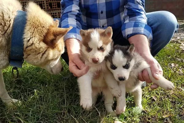 SAMSUN PETSHOP BURAK ŞAHİNKAYA - Resim 13