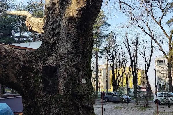 ÇINAR PARK DAVET DÜĞÜN SALONU - Resim 9
