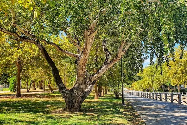 Bornova Gençlik Ve Spor Parkı - Resim 2