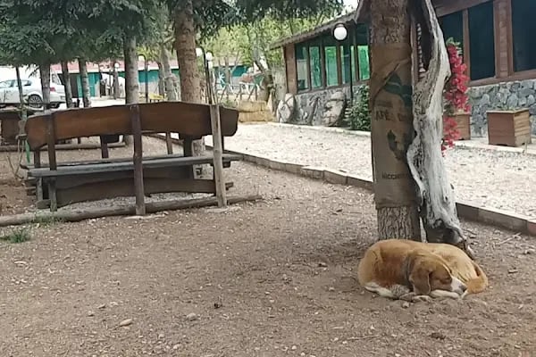 Safari At Çiftliği - Resim 4