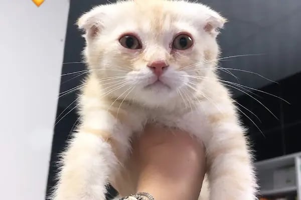 Miavv Veteriner Kliniği Erzurum - Resim 6