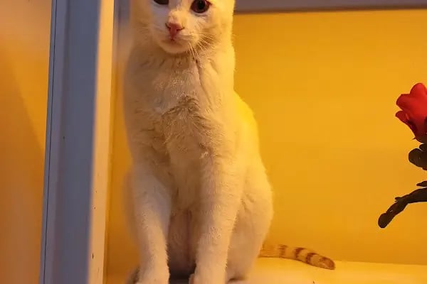 Miavv Veteriner Kliniği Erzurum - Resim 17