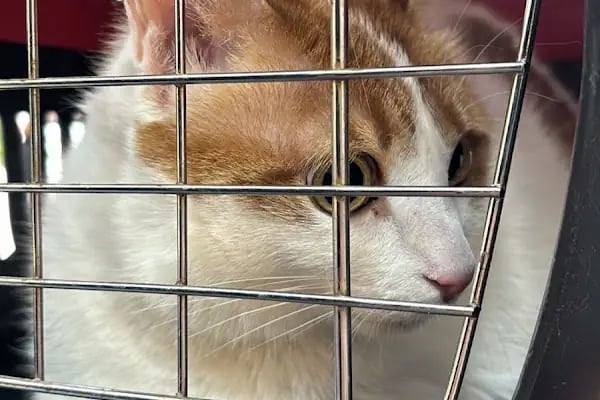 Miavv Veteriner Kliniği Erzurum - Resim 16